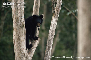 Illustration for article titled Thursidae - Ursus thibetanus Edition